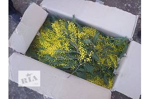 продам мимозу оптом продам мимозу оптом