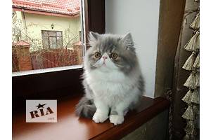 ПРОДАЖА ПЕРСИДСКИХ КОТЯТ ИЗ ПИТОМНИКА ПРОДАЖА ПЕРСИДСКИХ КОТЯТ ИЗ ПИТОМНИКА
