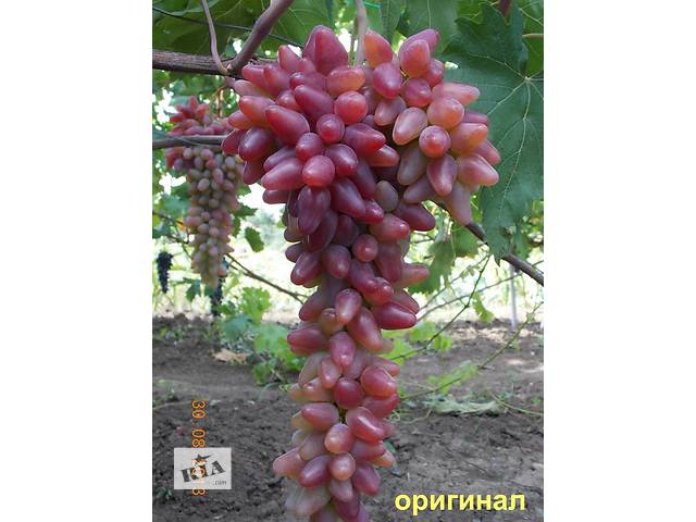 Когда лучше сажать клубнику весной Когда лучше сажать клубнику весной