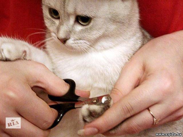 Уход за котенком за когтями Уход за котенком за когтями
