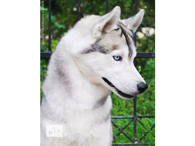 Хаски кобель с кем вязать Хаски кобель с кем вязать