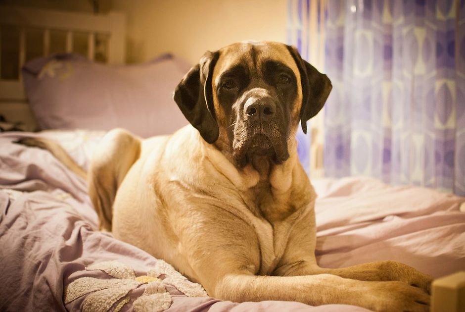 Вязка мастифа