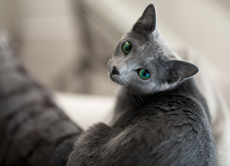 русская голубая кошка русская голубая кошка