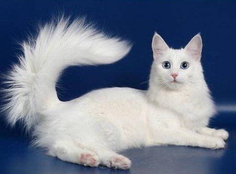 Вязка турецкой кошки Вязка турецкой кошки