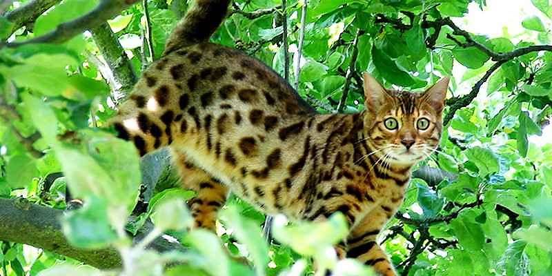 уссурийская кошка уссурийская кошка
