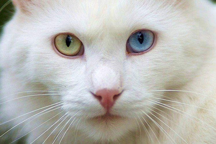 турецкая кошка турецкая кошка