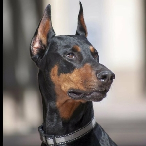 Про продавец Олександр Анатолійович