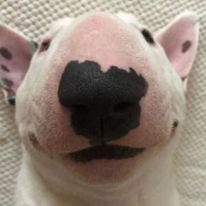 Про продавец Fiat electric automatic