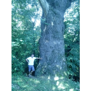 Про продавец Roman