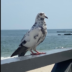 Про продавец Александр