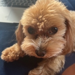 Про продавец Дмитрий