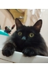 Макс