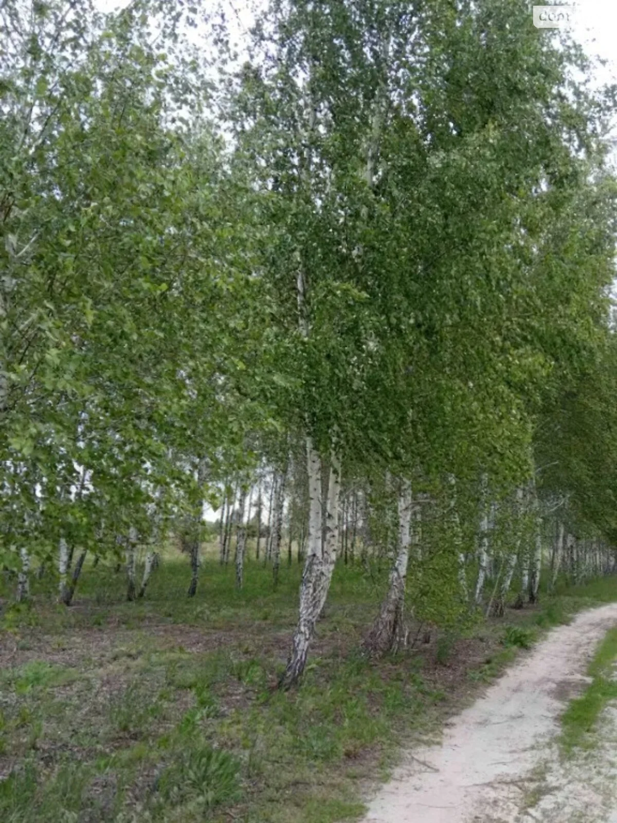 Продається земельна ділянка 15 соток у Чернігівській області - фото 2
