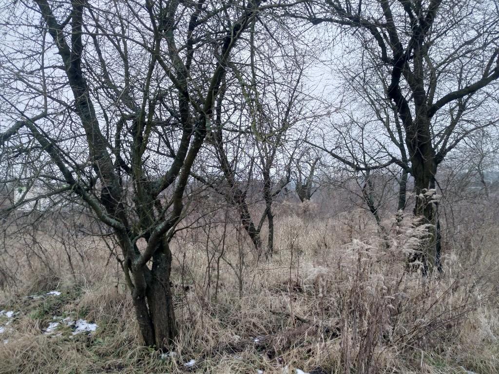 Продается земельный участок 49 соток в Житомирской области - фото 2