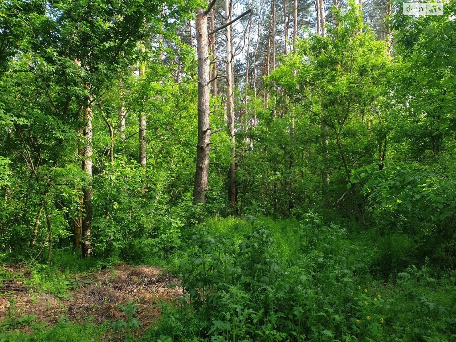 Продается земельный участок 7.6 соток в Днепропетровской области - фото 2
