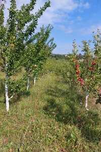 Куплю земельный участок в Погребище без посредников