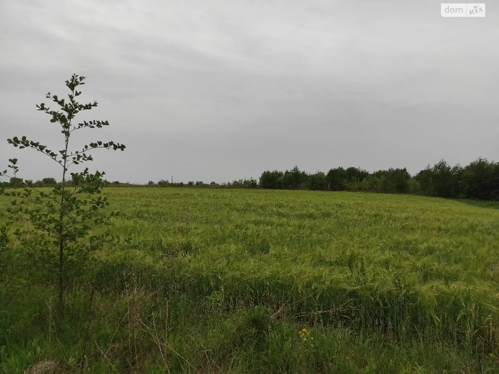 Продается земельный участок 1 соток в Ивано-Франковской области - фото 3