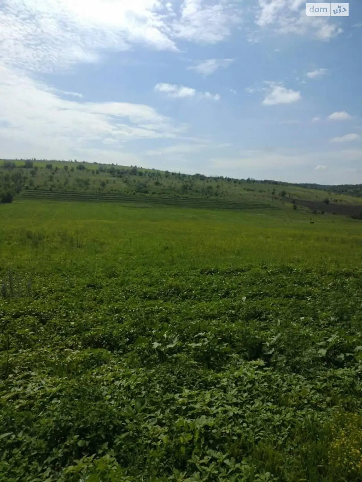 Продается земельный участок 800 соток в Одесской области - фото 3