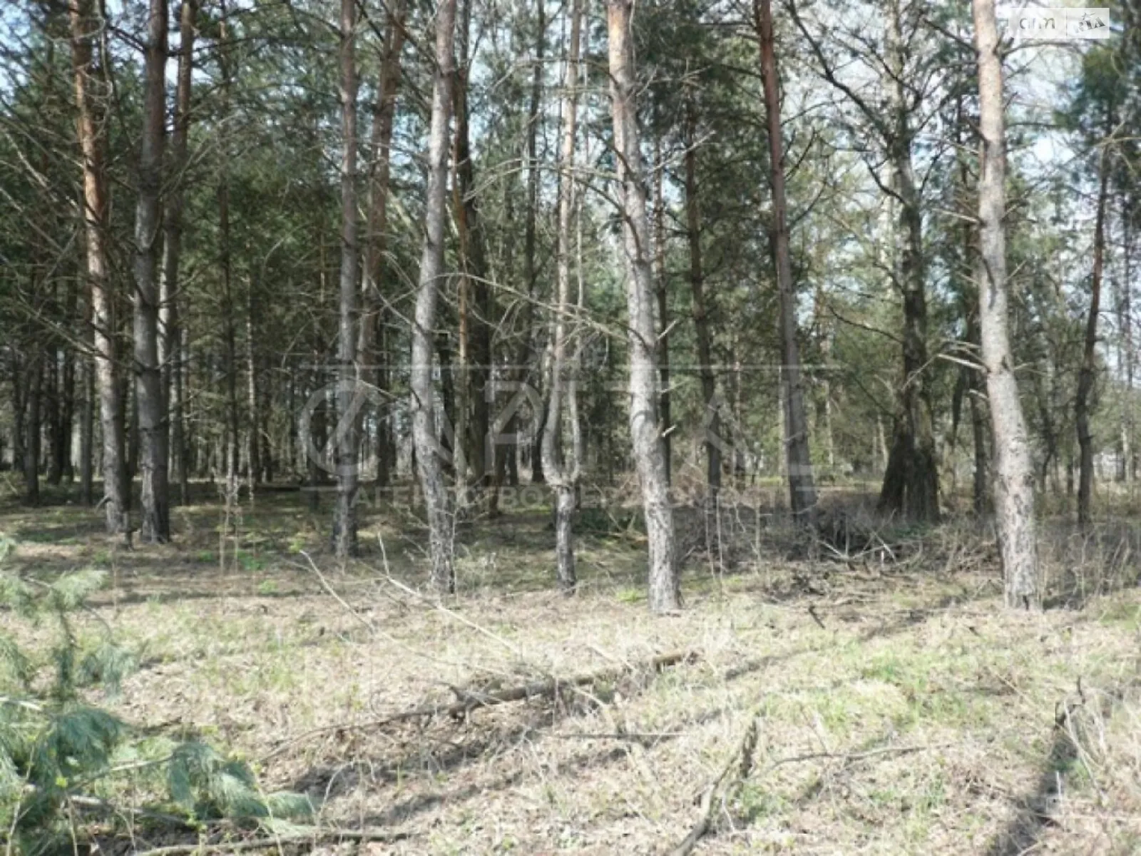 Продается земельный участок 1000 соток в Киевской области - фото 2