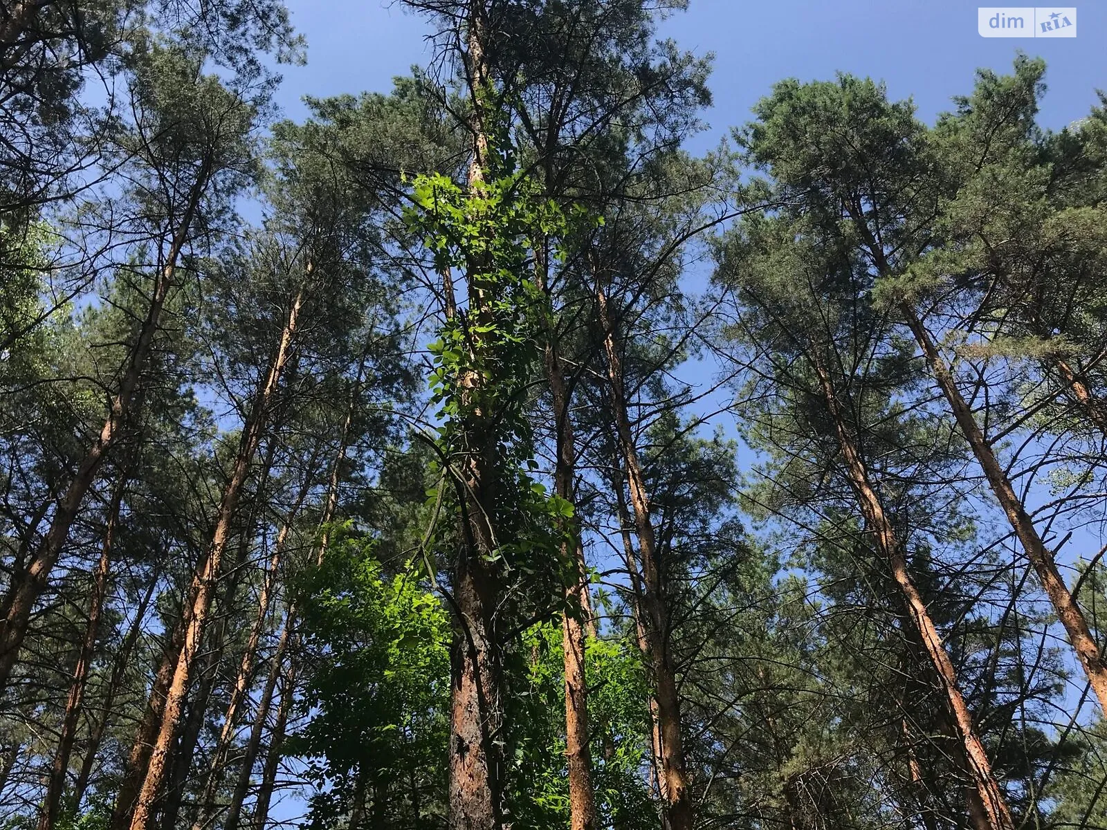 Продається земельна ділянка 164 соток у Київській області - фото 3