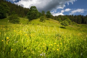 Куплю недвижимость в Верховине