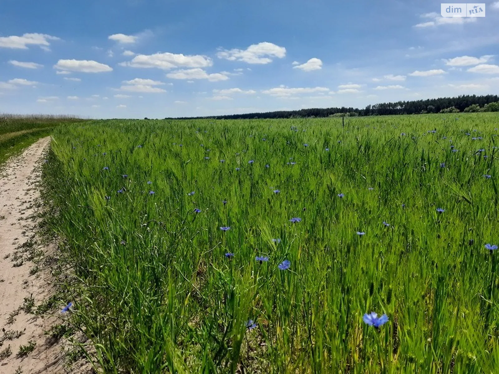 Продається земельна ділянка 161 соток у Одеській області - фото 3