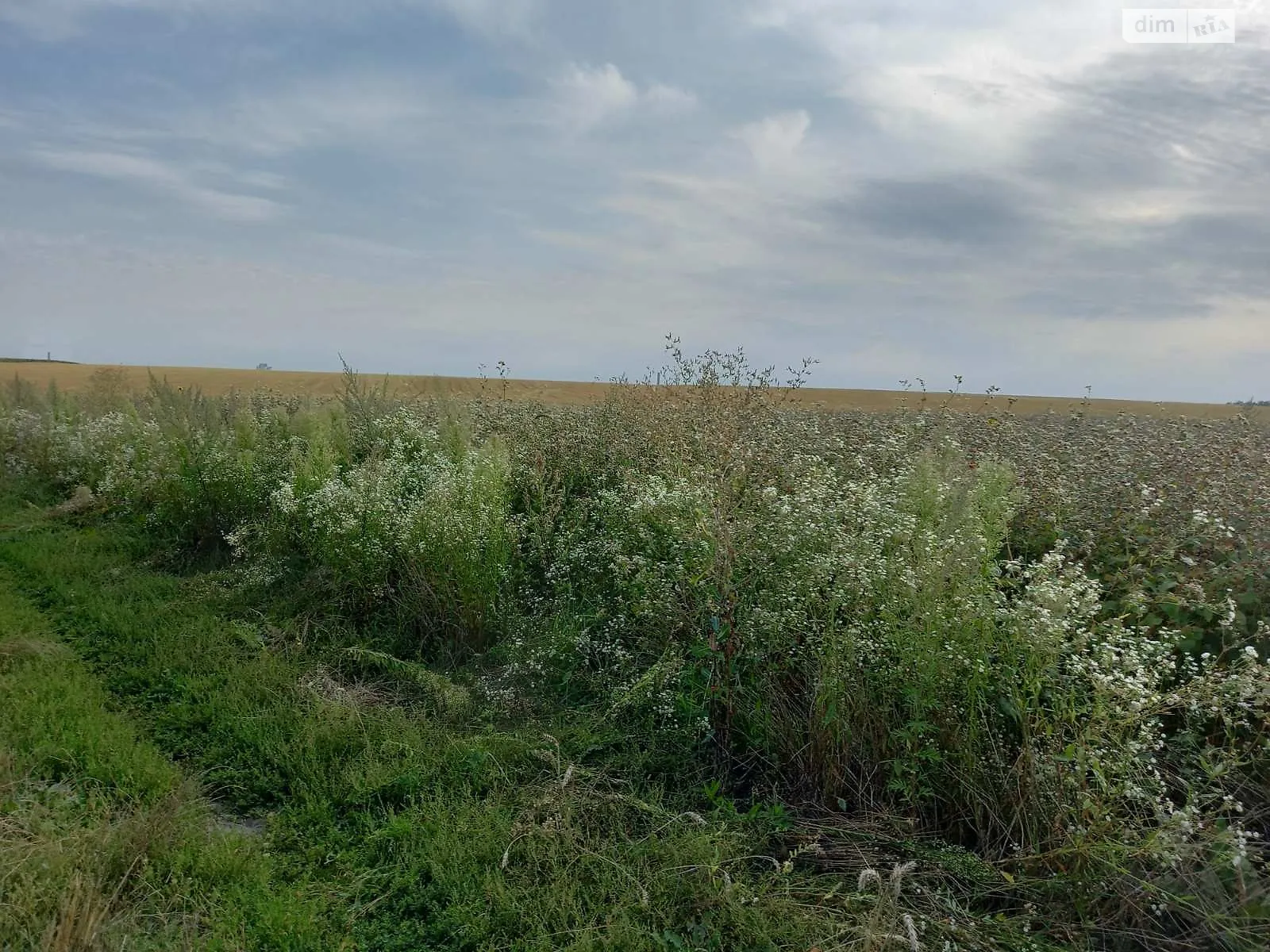 Продается земельный участок 25 соток в Тернопольской области - фото 4