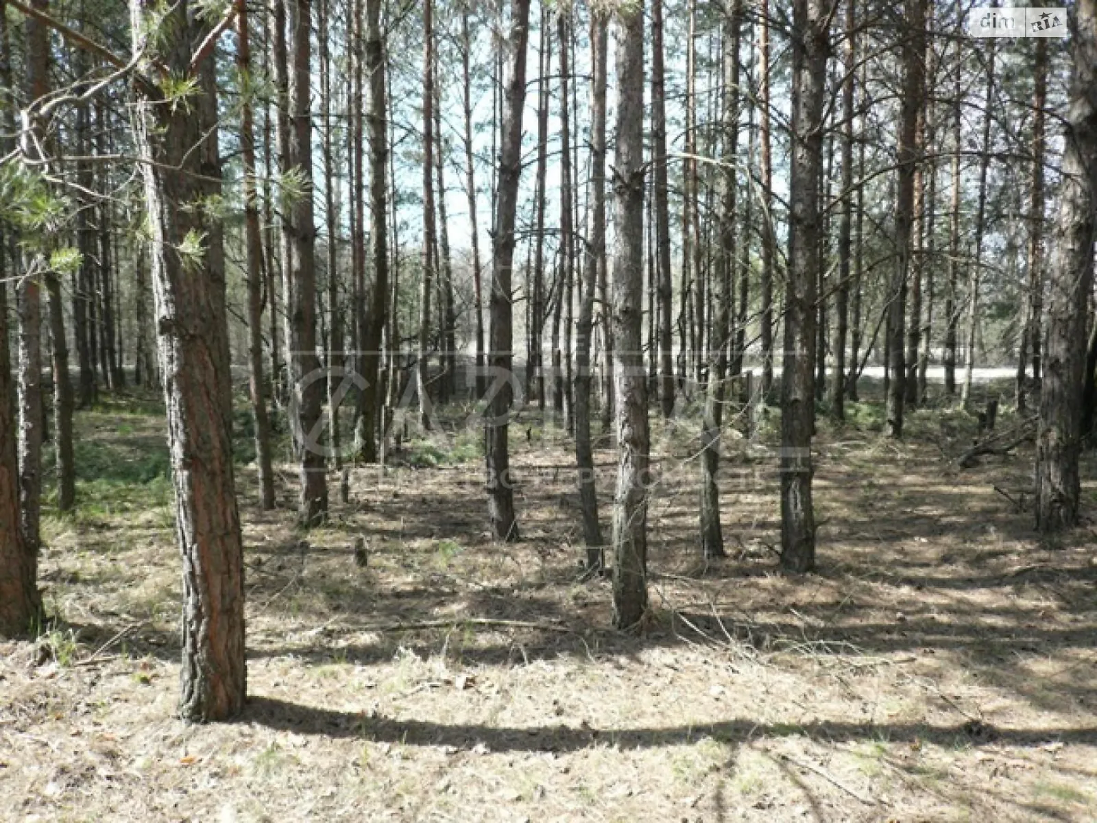 Продається земельна ділянка 100 соток у Київській області - фото 2