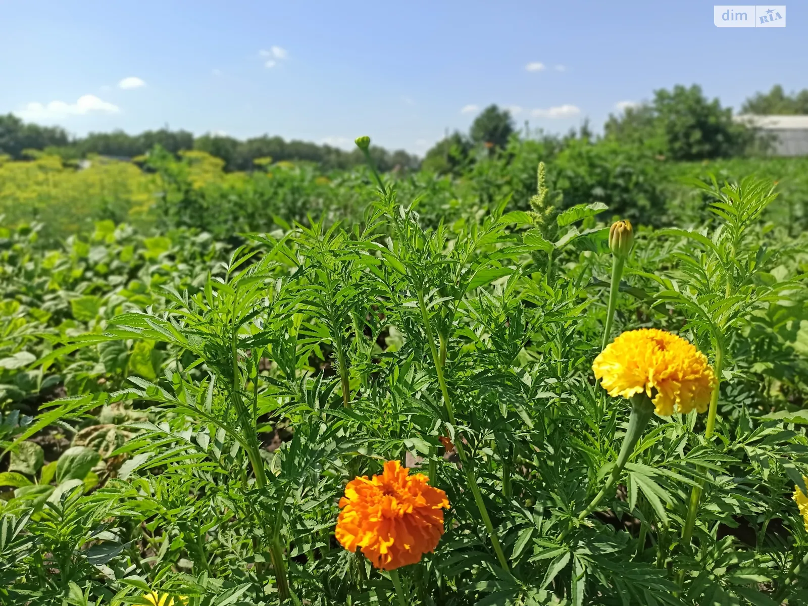 Продається земельна ділянка 20 соток у Вінницькій області, цена: 9300 $