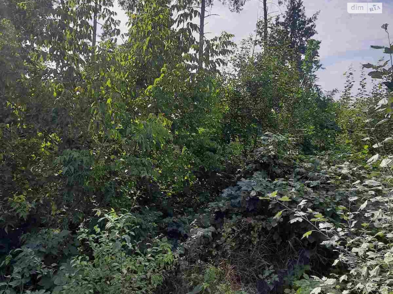 Продается земельный участок 9.8 соток в Житомирской области - фото 3