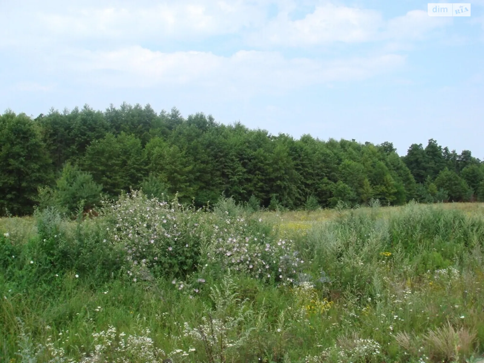 Продається земельна ділянка 25 соток у Чернігівській області - фото 2