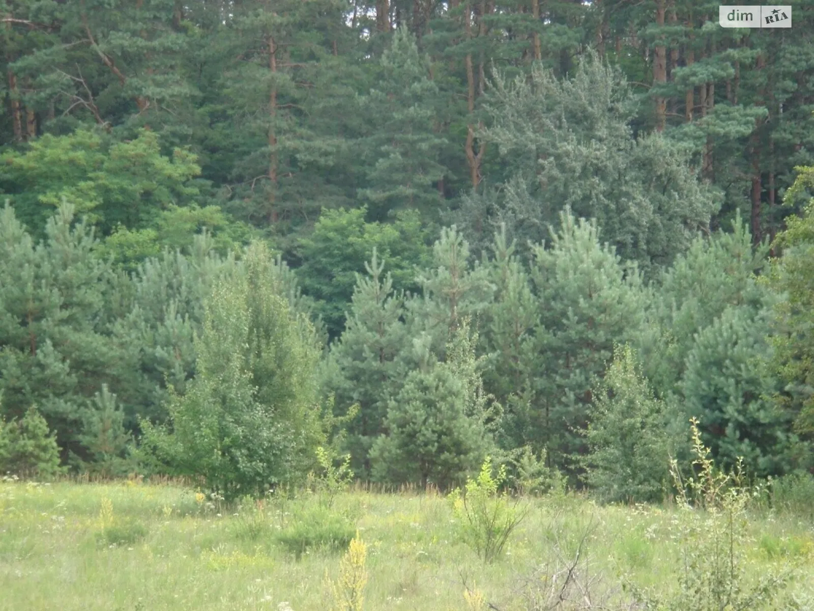 Продается земельный участок 25 соток в Черниговской области - фото 3