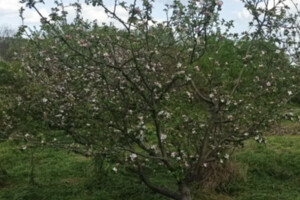 Земельные участки в Виньковцах без посредников