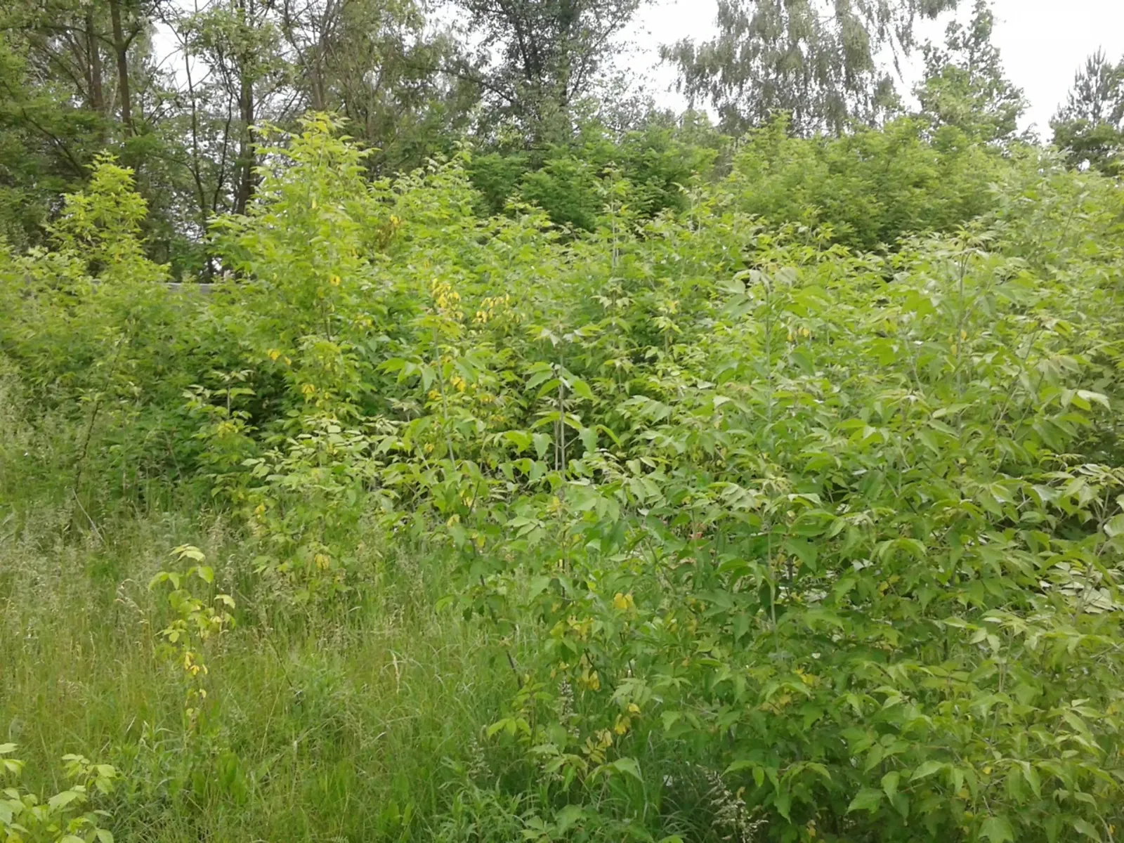 Продається земельна ділянка 25 соток у Київській області, цена: 30000 $ - фото 1