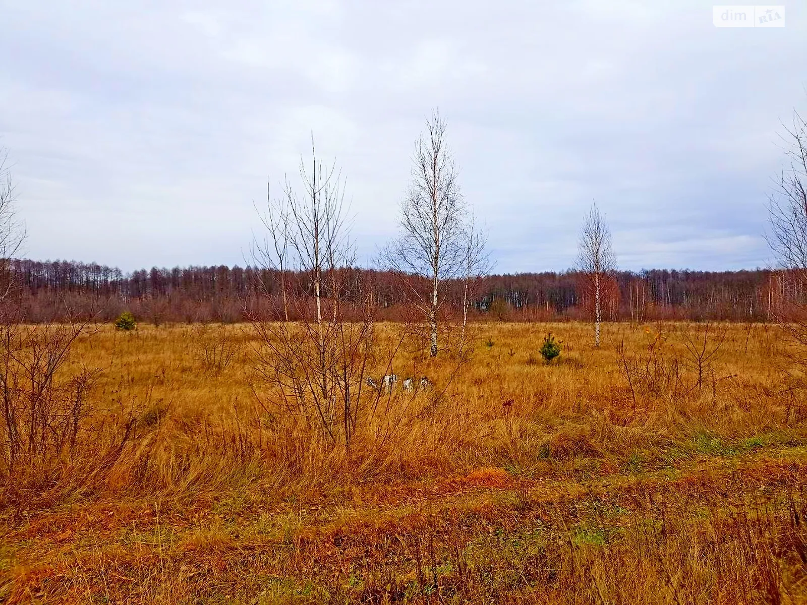 Продається земельна ділянка 200 соток у Чернігівській області - фото 2
