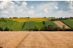 Купить землю сельскохозяйственного назначения в Кировоградской области