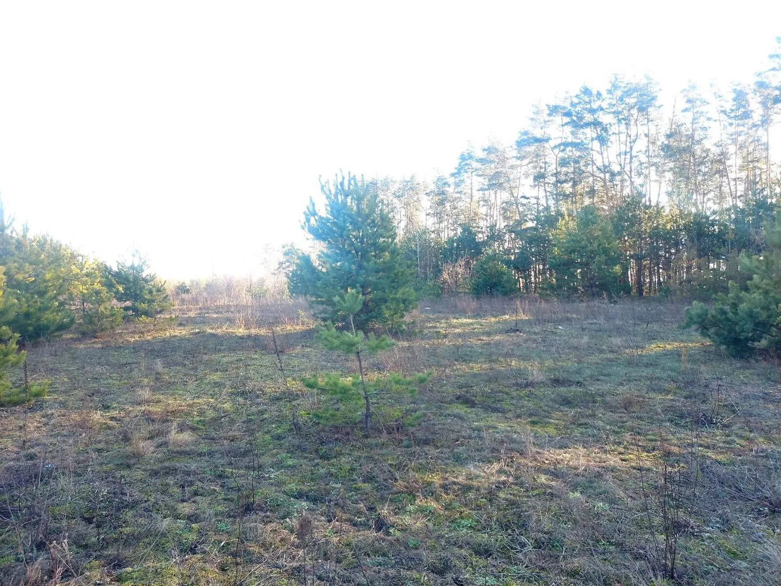 Продается земельный участок 244 соток в Житомирской области - фото 3
