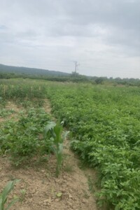 Купить землю под застройку в Закарпатской области