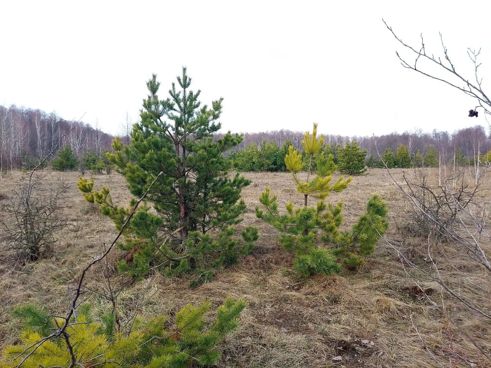 Продается земельный участок 31.5 соток в Житомирской области - фото 3