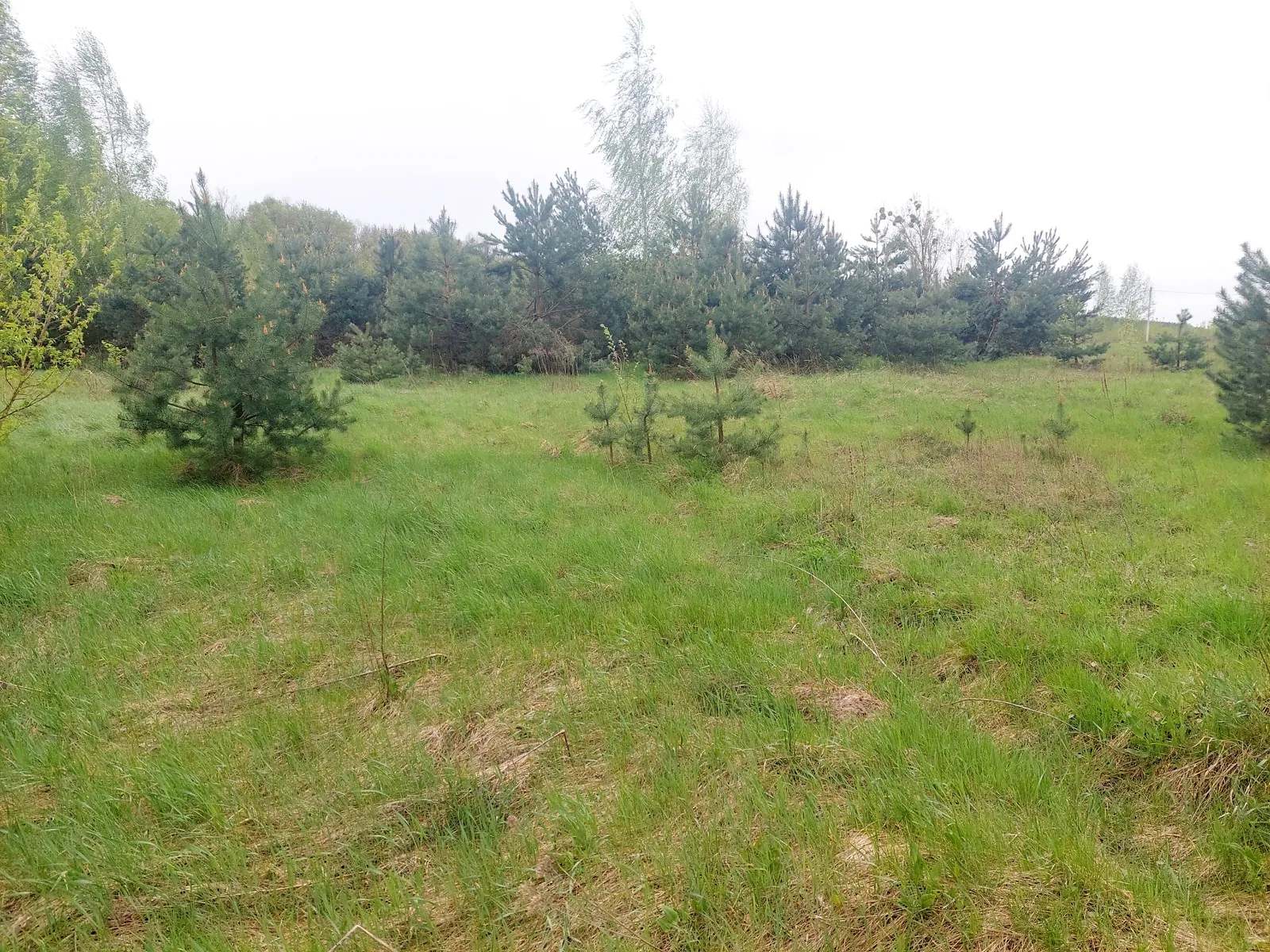 Продается земельный участок 15 соток в Ровенской области - фото 2