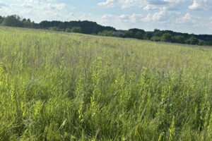 Продаж землі сільськогосподарського призначення, Вінницька, Березина