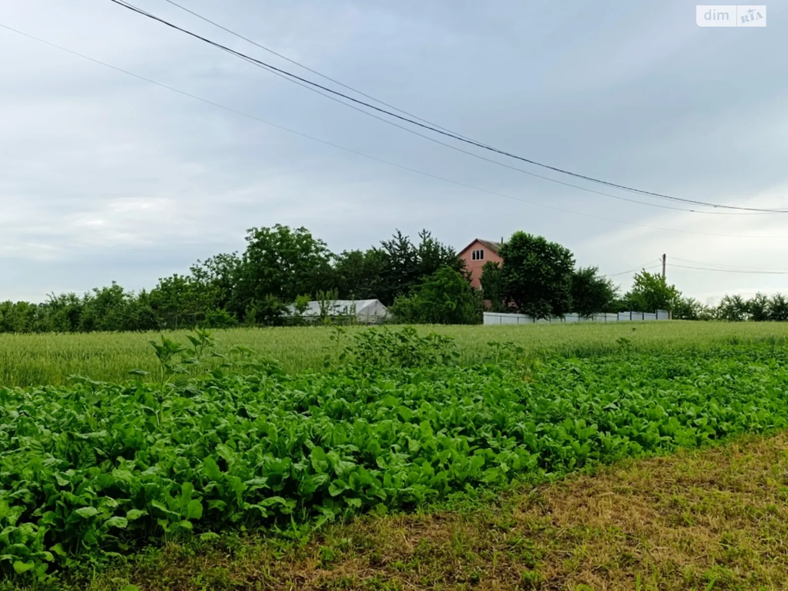 Продается земельный участок 25 соток в Винницкой области, цена: 6000 $ - фото 1