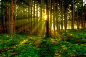 Купить землю под застройку в Винницкой области