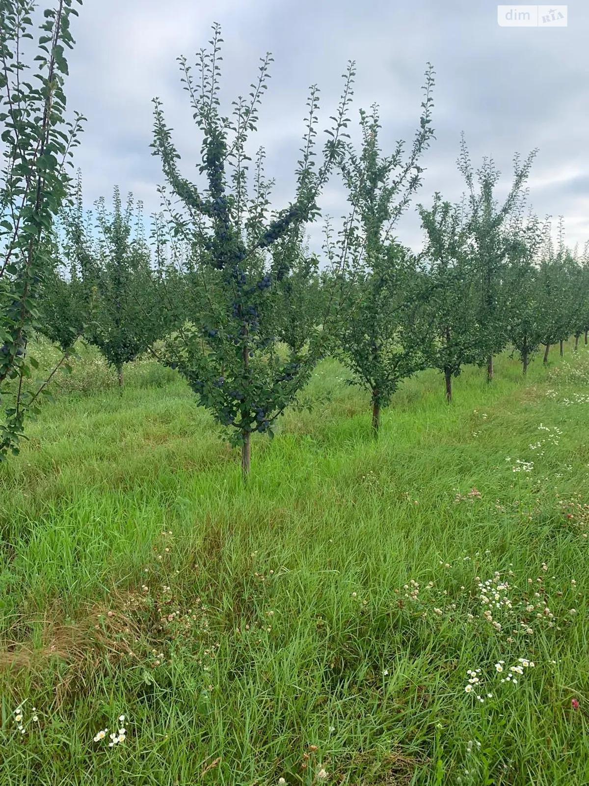 Продається земельна ділянка 1520.61 соток у Закарпатській області, цена: 225000 $ - фото 1