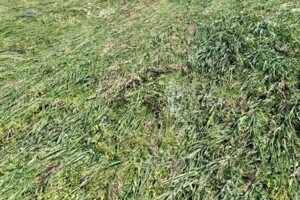 Продаж землі сільськогосподарського призначення, Одеська, Нерубайське, 4-та Лінія вулиця