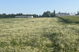 Продажа земли сельскохозяйственного назначения, Хмельницкая, Лесовые Гриновцы