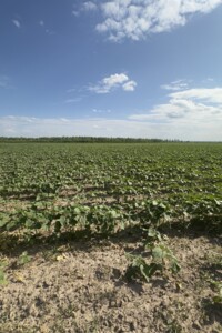 Продажа земли сельскохозяйственного назначения, Винницкая, Якушинцы
