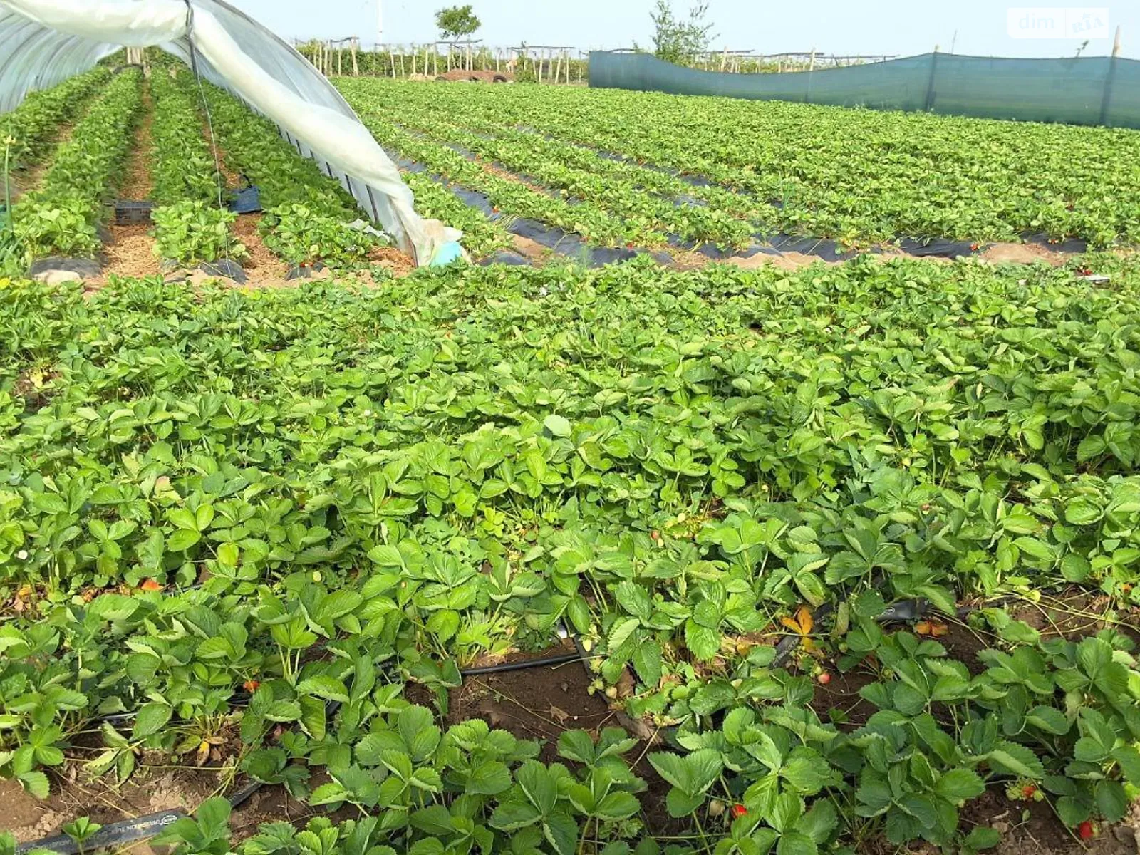 Продается земельный участок 2.5 соток в Николаевской области, цена: 500000 $ - фото 1