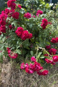 Продаж будинку, Вінницька, Сокиринці, вулиця Незалежності, буд. 126