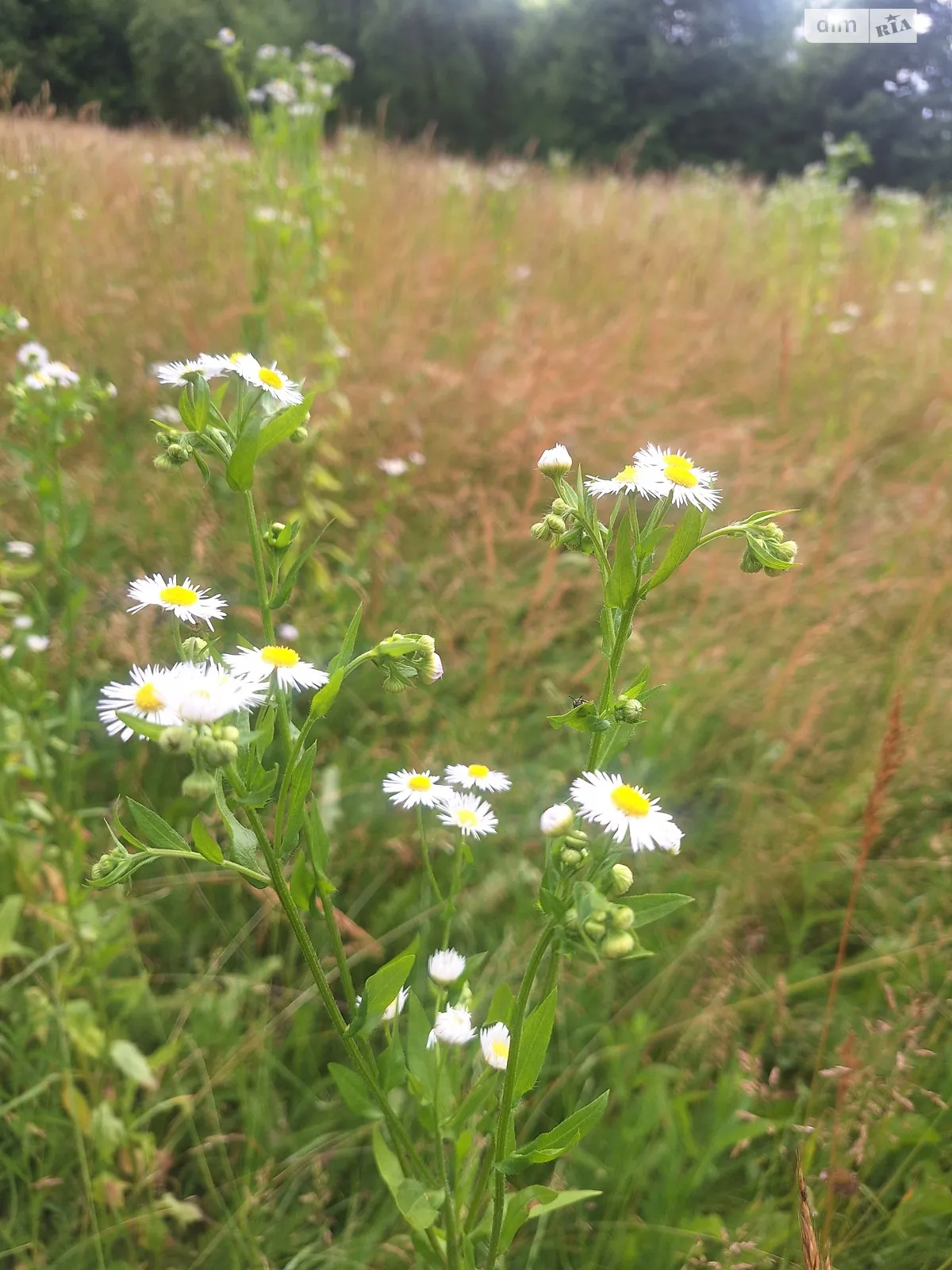 Продается земельный участок 12 соток в Закарпатской области, цена: 12000 $ - фото 1